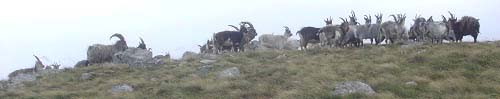 Corserine Goats Corserine Goats image