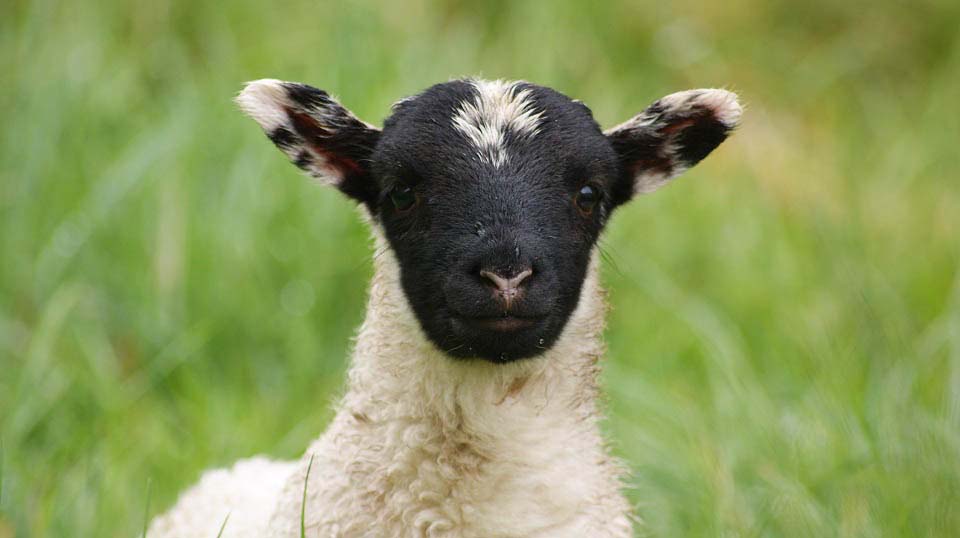 Greeto Lamb image